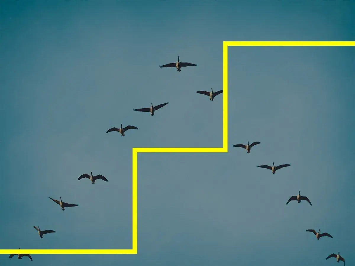 leadership and organizational development_webp